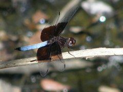 Thermorthemis madagascariensis