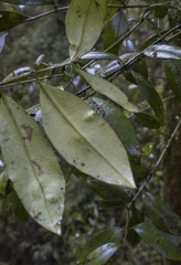 Myrceugenia planipes