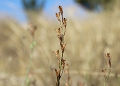 Delphinium halteratum