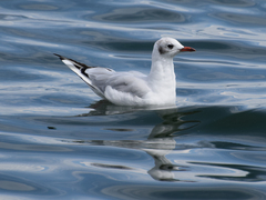 Chroicocephalus ridibundus