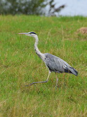 Ardea cinerea