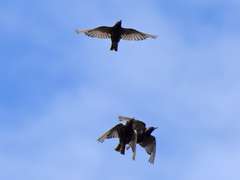 Sturnus vulgaris