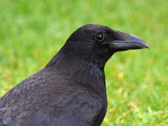 Corvus corone