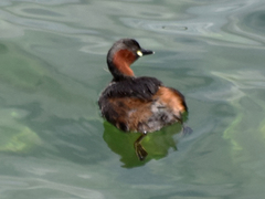 Tachybaptus ruficollis