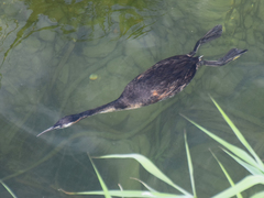 Podiceps cristatus