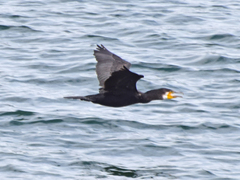 Phalacrocorax carbo