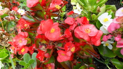 Begonia semperflorens-cultorum