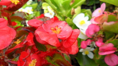 Begonia semperflorens-cultorum