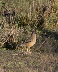 Turdus falcklandii magellanicus