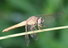 Crocothemis servilia
