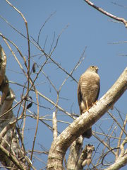 Accipiter francesiae