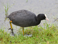 Fulica atra