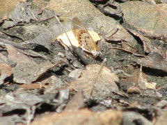 Acraea ranavalona