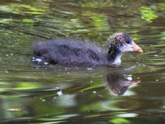Fulica atra