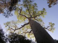 Adansonia rubrostipa