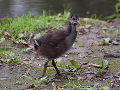 Gallinula chloropus