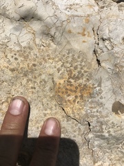 Charophyta