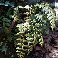Asplenium praemorsum