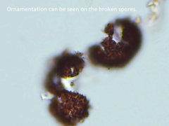 Elaphomyces americanus