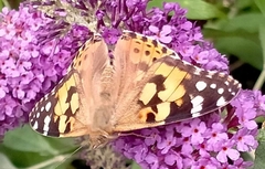 Vanessa cardui