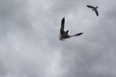 Leucophaeus atricilla