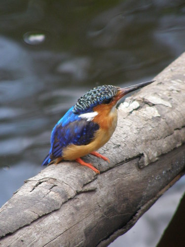 Malagasy Kingfisher