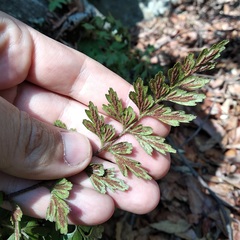 Asplenium praemorsum