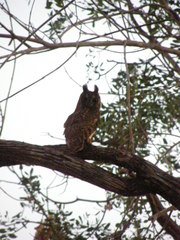 Asio madagascariensis