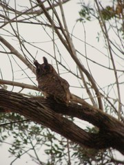 Asio madagascariensis