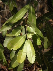 Brexiella