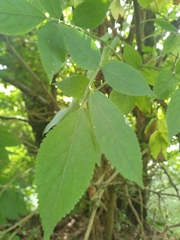 Sambucus nigra