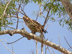 Buteo brachypterus