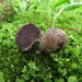 Elaphomyces americanus - Photo (c) maricel patino, algunos derechos reservados (CC BY-NC), subido por maricel patino
