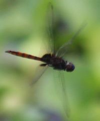 Tauriphila australis