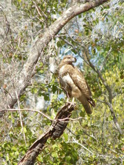 Buteo brachypterus