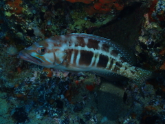 Serranus atricauda