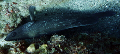 Rypticus saponaceus