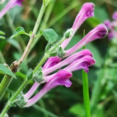 Scutellaria columnae