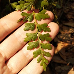 Asplenium praemorsum