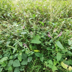 Scutellaria columnae
