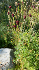 Sanguisorba officinalis