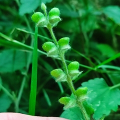 Scutellaria columnae