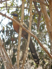 Coua coquereli
