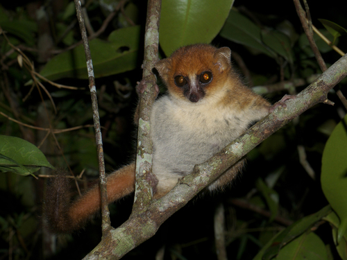Goodman's Mouse Lemur