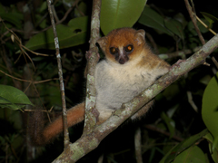 Goodman's Mouse Lemur photo 3