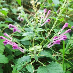 Scutellaria columnae