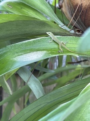 Anolis carolinensis