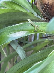 Anolis carolinensis