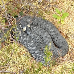 Natrix natrix natrix