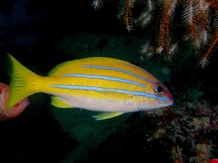 Lutjanus bengalensis